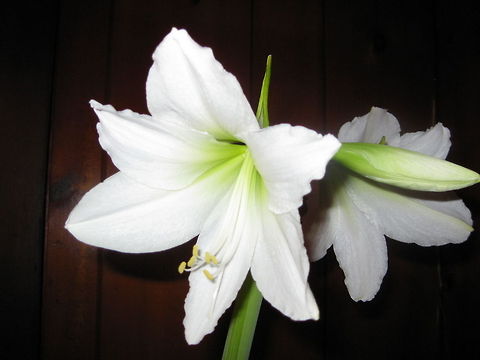 Easter Lily (Hippeastrum) This showy white flower has a sweet fragrance and is a tradition in my family to have one in the house at Easter time. Geotagged,United States
