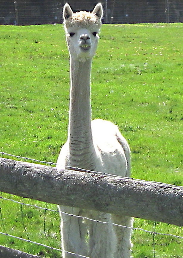 White Alpaca on a local Alpaca farm outside of Smethport PA. Alpaca farms are fast becoming a popular trend across America. This white alpaca is a member of a herd consisting of approximately 100 others. Bred primarily for their hair (which can be woven into sweaters, hats, etc.) these strange looking animals tend to be very friendly and often thought of as "pets". Alpaca,Geotagged,United States,Vicugna pacos