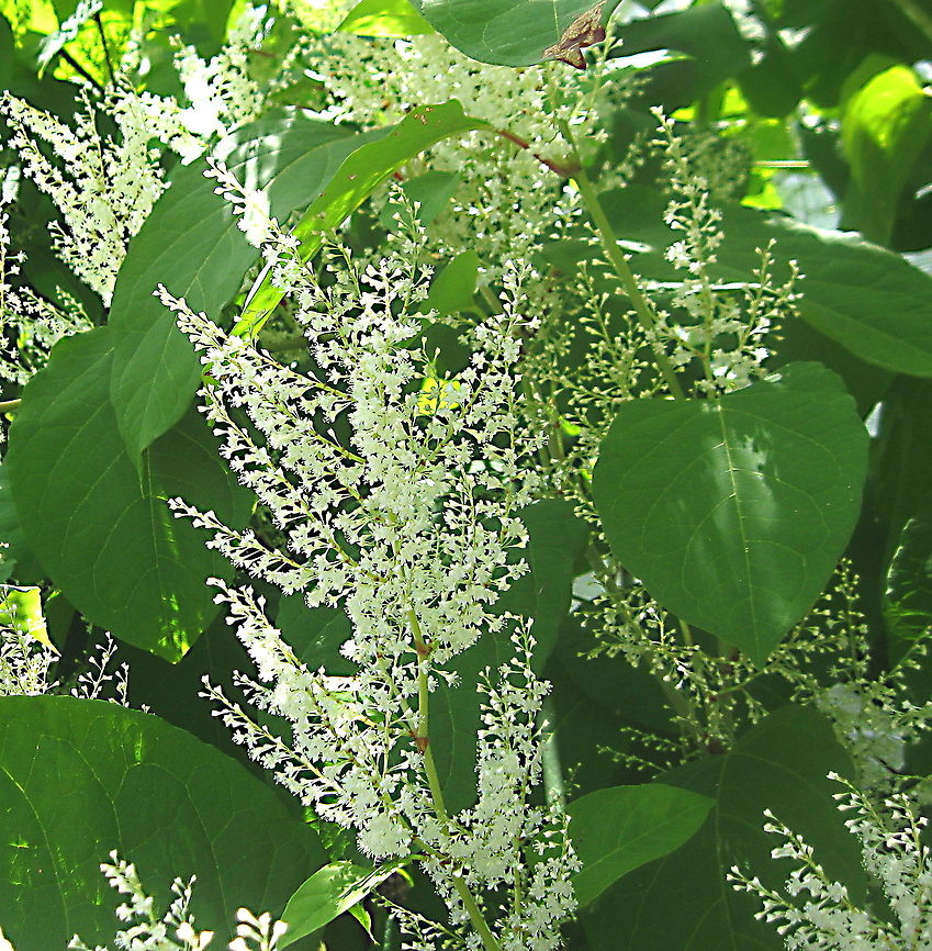 Japanese Knotweed or Mexican Bamboo (Fallopia japonica) This pretty flowering plant has been dubbed an invasive plant and is illegal to sell in many parts of the USA due to it&#039;s ability grow rapidly. It is very difficult to eradicate, therefore it tends to choke out more desirable plants. This photo was taken in the back yard of my parents house in Kane PA. Fallopia japonica,Geotagged,Invasive species,Japanese Knotweed,Reynoutria japonica,United States
