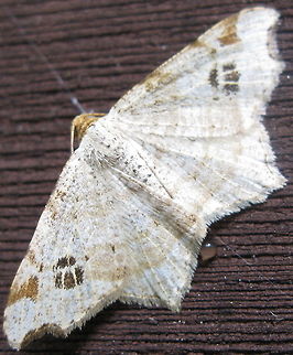 The Common Angle Moth (Macaria aemulataria) A pretty moth in my Kane PA yard. Geotagged,Macaria aemulataria,United States