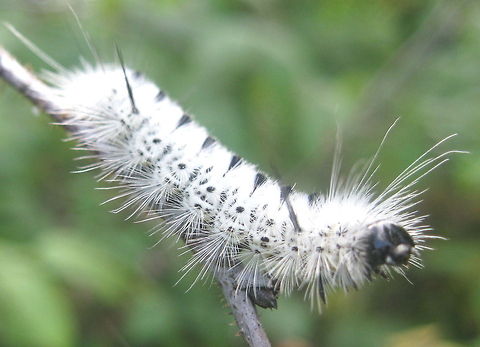 Hickory tussock moth caterpillar (Lophocampa caryae) on a raspberry bush branch. The arrival of these hairy white and black caterpillars is a sure sign that summer is nearing the end. Although these cute little caterpillars look soft enough to touch, resist the urge to do so. The hairs have microscopic barbs that may cause allergic reactions. This is a great defense mechanism that discourages predators. Geotagged,Lophocampa caryae,United States
