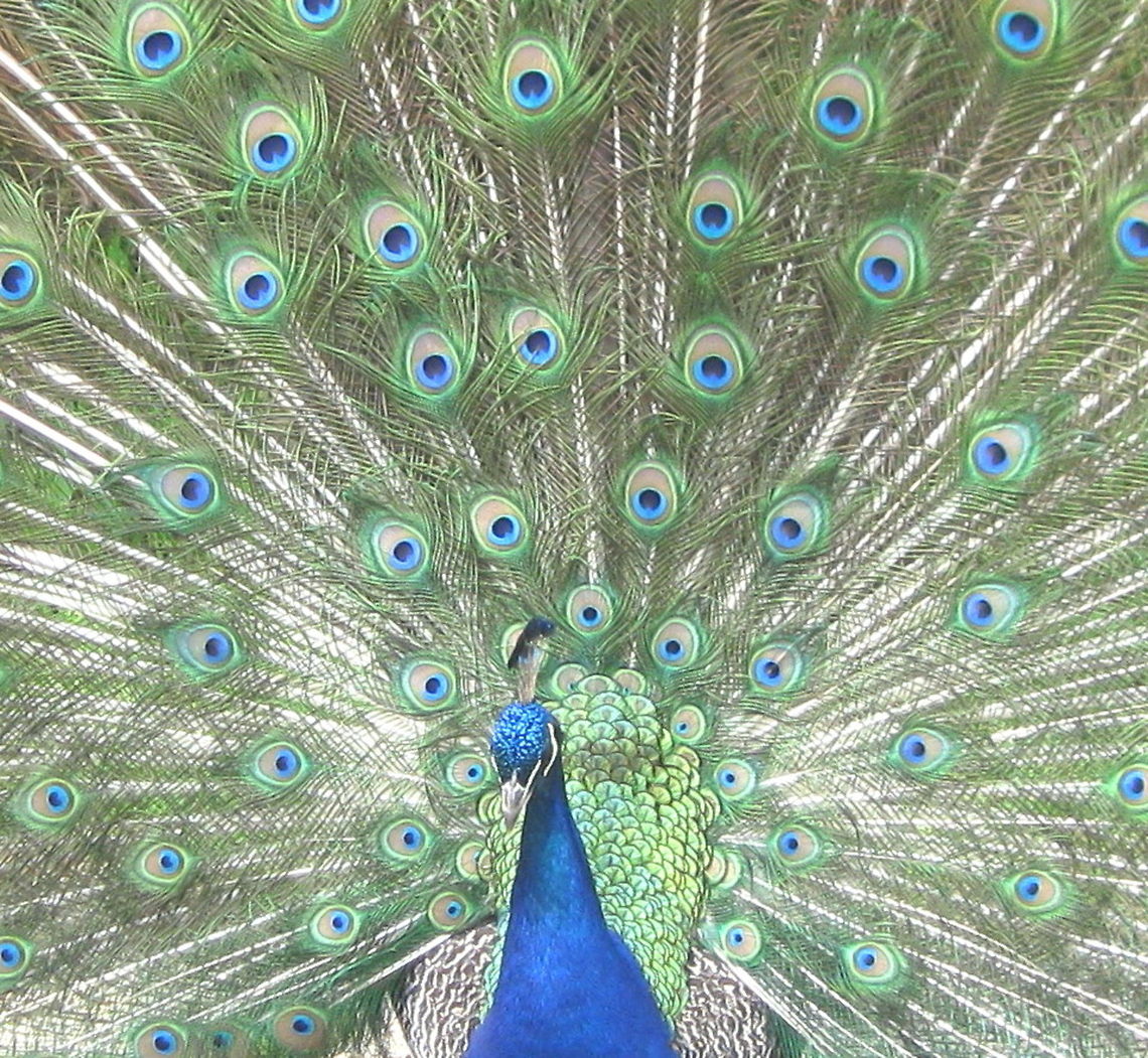 Friendly neighborhood Indian Peafowl (Pavo cristatus) This fabulous peacock belongs to a the people that live down the street from me. What an extraordinary bird to see every day. Hands down, the prettiest plumage of any bird in my yard! Geotagged,Indian peafowl,Pavo cristatus,United States