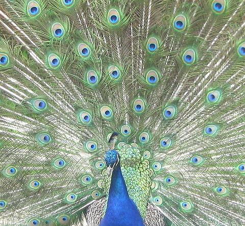 Friendly neighborhood Indian Peafowl (Pavo cristatus) This fabulous peacock belongs to a the people that live down the street from me. What an extraordinary bird to see every day. Hands down, the prettiest plumage of any bird in my yard! Geotagged,Indian peafowl,Pavo cristatus,United States