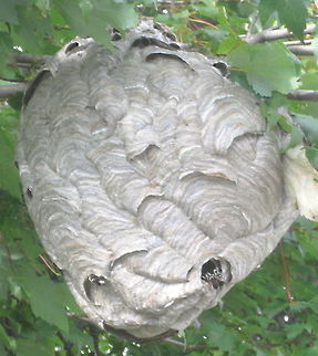 Huge bald-faced hornet's (Dolvichovespula maculata) hanging nest from the branch of a maple tree. We found this huge nest in a neighbor's front yard. Constructed of a paper-like material of chewed wood, this particularly large nest is double the size of a basketball. White-faced wasps are considered to be beneficial because they eat flies and other pesky insects and are only aggressive when disturbed or threatened. The females can sting repeatedly so use caution when dealing with them. Bald-faced hornet,Dolichovespula maculata,Geotagged,United States