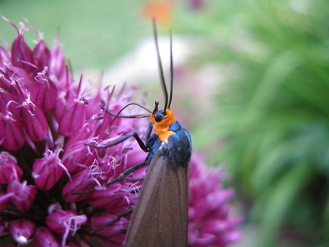 Orange and metallic blue moth! This colorful critter is a Virginia Ctenucha moth (Ctenucha virginica) posing nicely on the flower of chives (Allium schoenoprasum). Ctenucha virginica,Geotagged,United States,Virginia Ctenucha