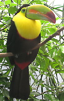 My, what a large beak you have! This beautiful Keel-billed toucan (Ramphastos sulfuratus) is a resident at the National Aviary in Pittsburgh PA. Geotagged,Keel-billed Toucan,Ramphastos sulfuratus,Ramphastos toco,Toco Toucan,United States