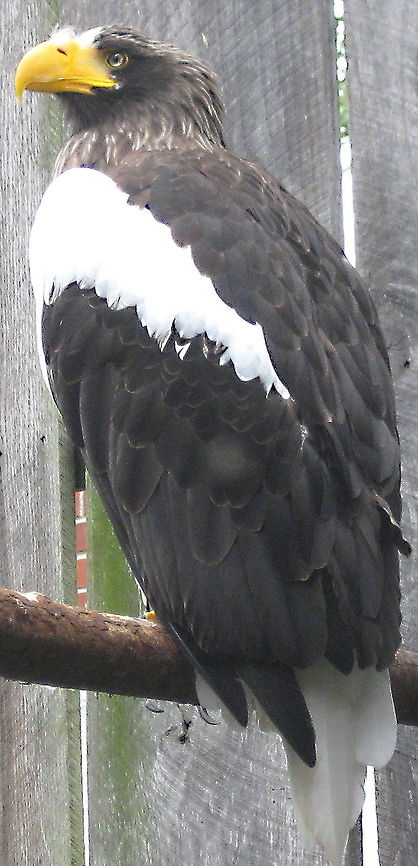 Stellar's Sea Eagle (Haliaeetus pelagicus) Another resident at the National Aviary in Pittsburgh PA, this sea eagle is a cousin of the bald eagle but is larger in size. Geotagged,Haliaeetus pelagicus,Stellers sea eagle,United States