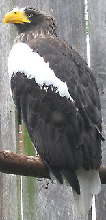 Stellar's Sea Eagle (Haliaeetus pelagicus) Another resident at the National Aviary in Pittsburgh PA, this sea eagle is a cousin of the bald eagle but is larger in size. Geotagged,Haliaeetus pelagicus,Stellers sea eagle,United States