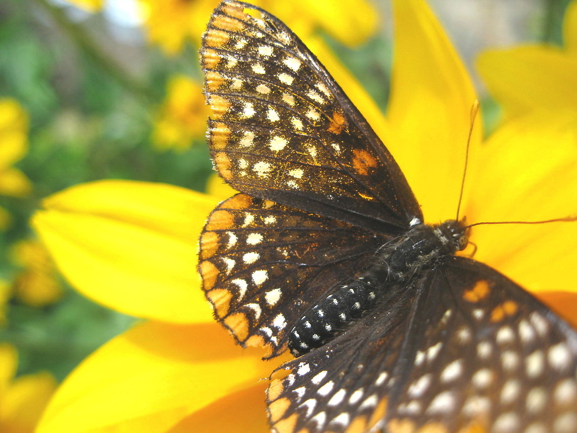 Spotted beauty A Baltimore Checkerspot butterfly is a newcomer to my garden. Baltimore Checkerspot,Euphydryas phaeton,Geotagged,United States