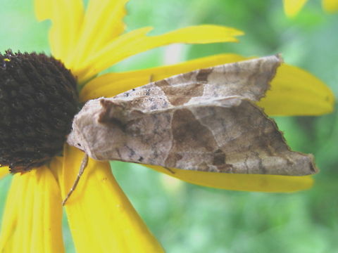 Brown Angle Shade moth (Phlogophora periculosa) resting on a Black-eyed Susan (Rudbeckia) Another cool find on my Black-eyed Susans. One of my favorite flowers in the garden attracts many different bees, hover flies and moths. Geotagged,Phlogophora periculosa,United States