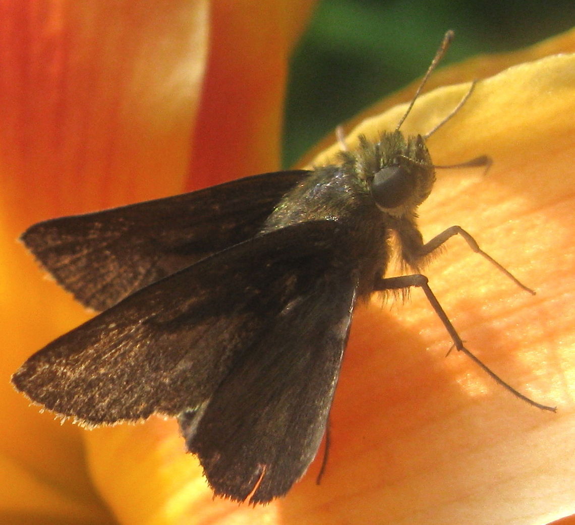 Dun Skipper butterfly (Euphyes vestris) This butterfly is a deep, rich brown color and often mistaken for a moth. Euphyes vestris,Geotagged,United States