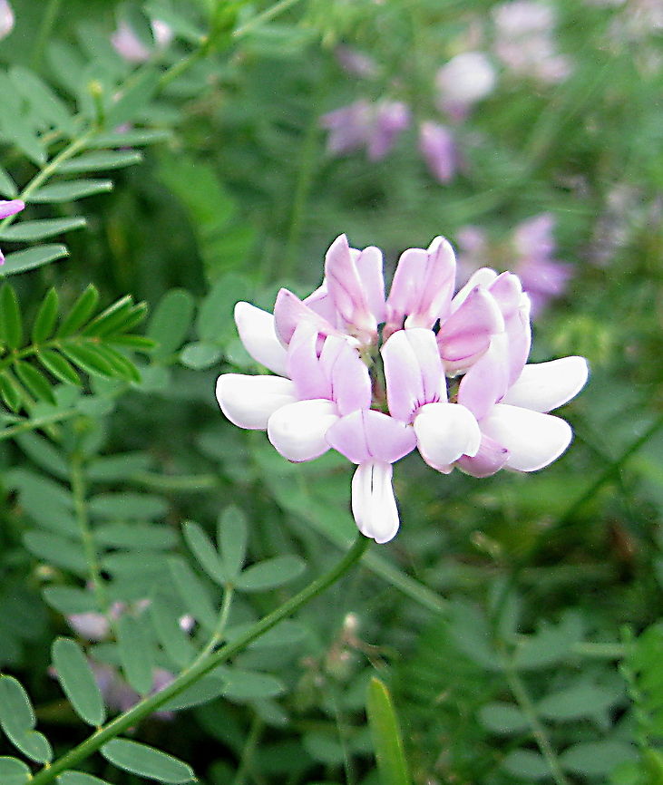 Crown Vetch (Securigera varia) This ground cover was introduced to Pennsylvania in the 1950&#039;s to control erosion. It is now considered to be an unwelcome, aggressive species in the eastern United States and southern Canada. Geotagged,United States
