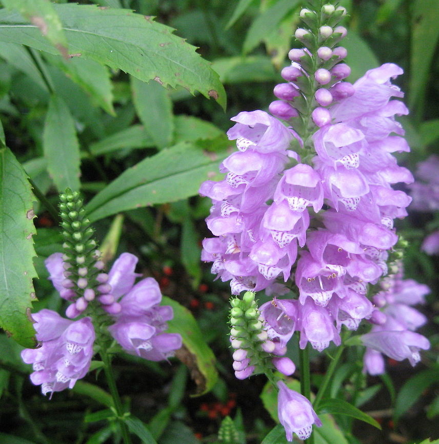 Obedient plant or False Dragonhead (Physostegia virginiana) A member of the mint family, Obedient plants have many small pinkish, purple flowers that bloom in early September. Sometimes thought of as a somewhat invasive species, this flower will spread quickly in an area with full sun. I find it to be a welcome site in my garden, when other flowers are dying off. Geotagged,Physostegia virginiana,United States