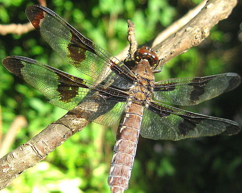 Common Whitetail or Long-tailed Skimmer (Plathemis lydia) A female dragonfly resting on a branch in the backyard. Common Whitetail,Geotagged,Plathemis lydia,United States