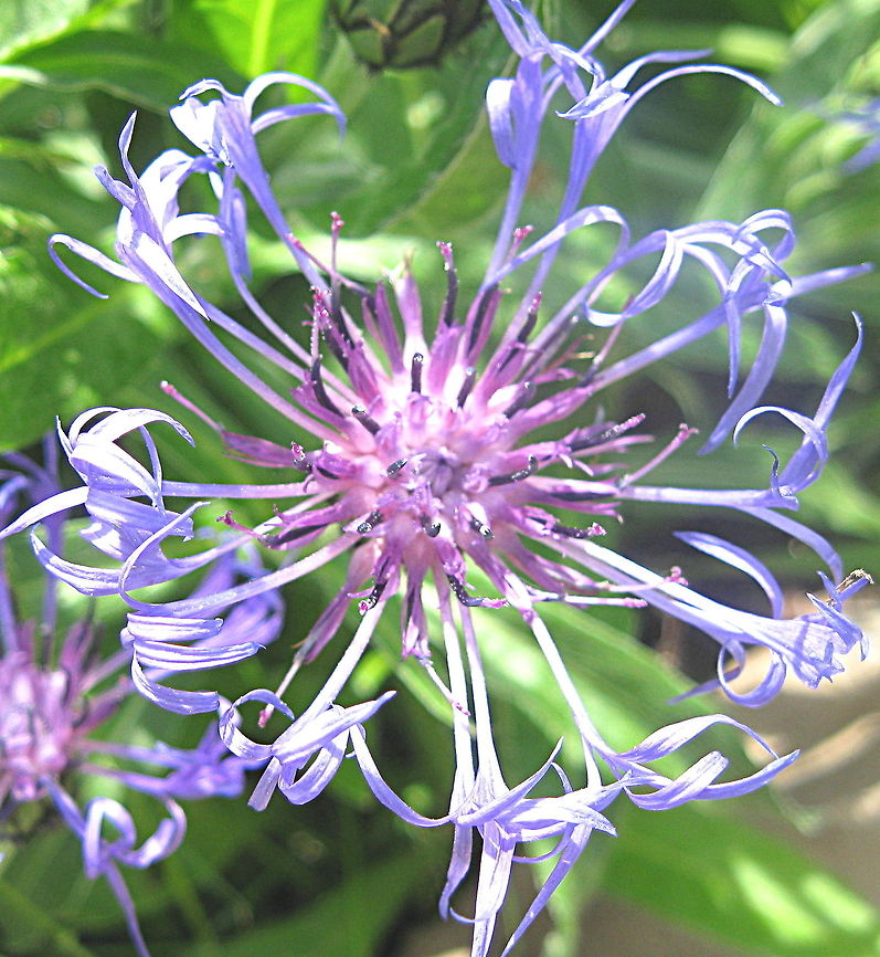 Cornflower, Bachelor Button (Centaurea cyanus) These flowers grow wild and are usually covered with ants. Centaurea montana,Cornflower,Geotagged,Mountain cornflower,United States
