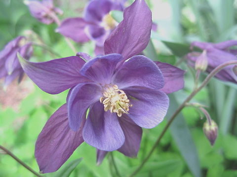 A springtime beauty! Common Columbine (Aquilegia vulgaris) is a beautiful spring bloomer that paints my garden in pink, white, lilac and purple flowers. Aquilegia vulgaris,European Columbine,Geotagged,United States