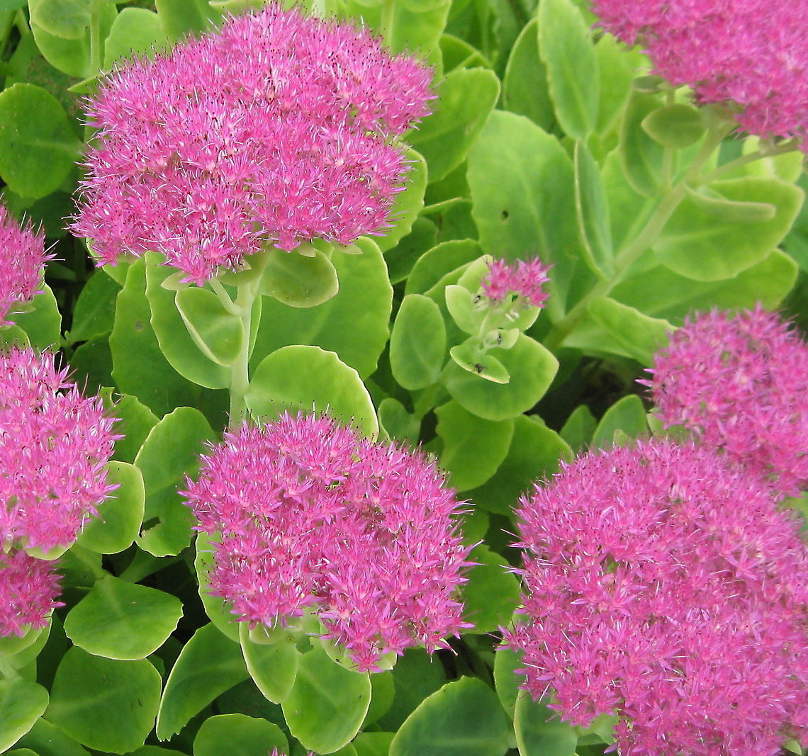 Lovely late summer bloomer Showy Stonecrop sedum (Hylotelephium spectabile) is the perfect addition to any garden. One of the taller sedums, it is definitely an eye-catching flower! Geotagged,Hylotelephium spectabile,United States,showy stonecrop