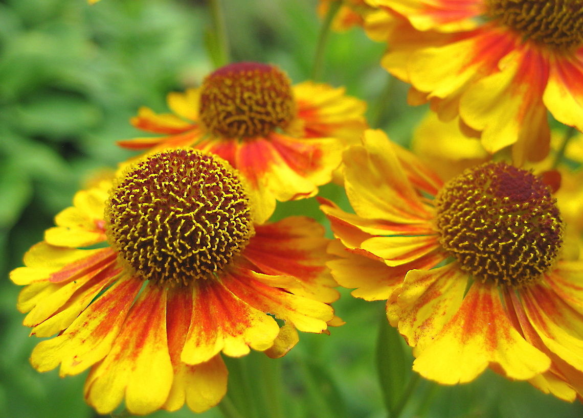 Stunning fall flowers! Helen&#039;s flower, also known as common sneezeweed (Helenium autumnale) blooms from September though late October, blending in perfectly with the changing colors that autumn brings. Geotagged,Helenium autumnale,United States
