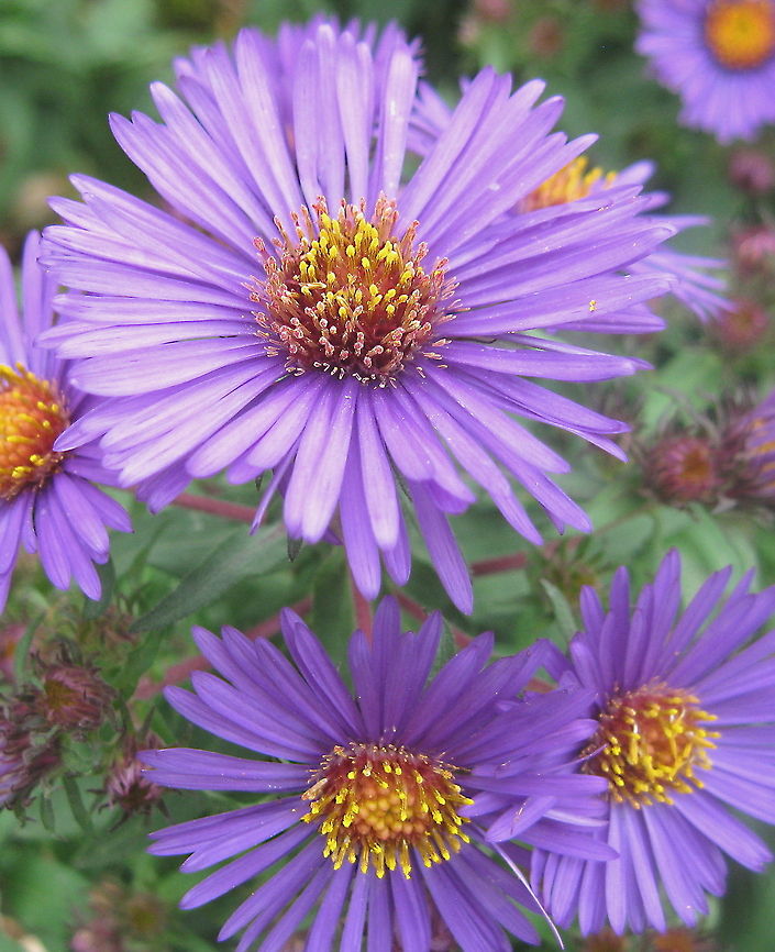 Purple asters (Aster alpinus) These delicate purple flowers grow in thick clusters throughout my garden. The colors range from a light lilac to deep purple. Aster alpinus,Geotagged,United States