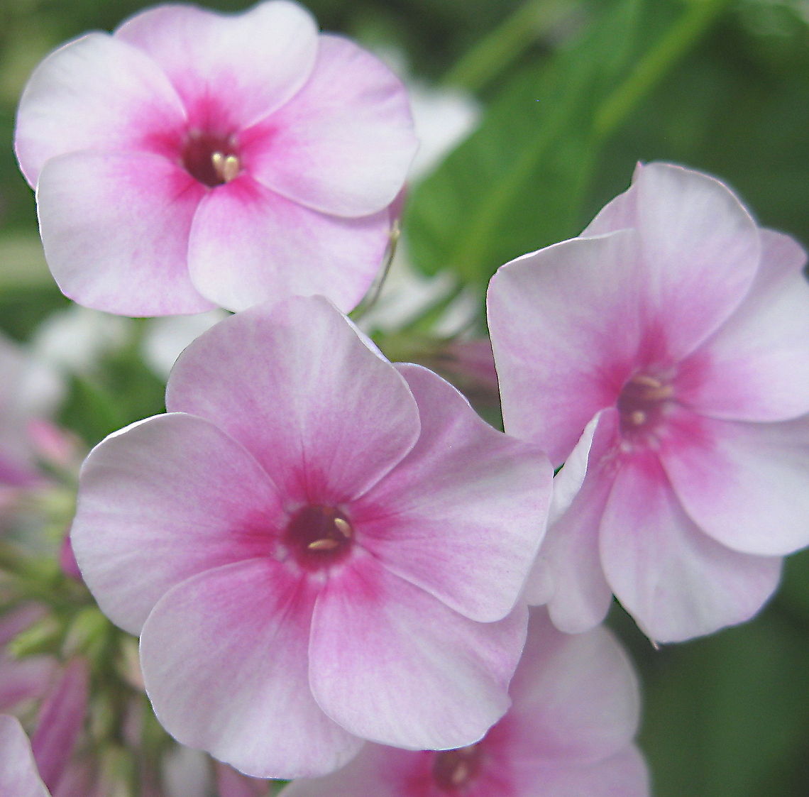 Fall phlox (Phlox paniculata) Another flower that grows in tall clusters, this pink phlox is a one of my favorites. Geotagged,Phlox paniculata,United States,garden phlox