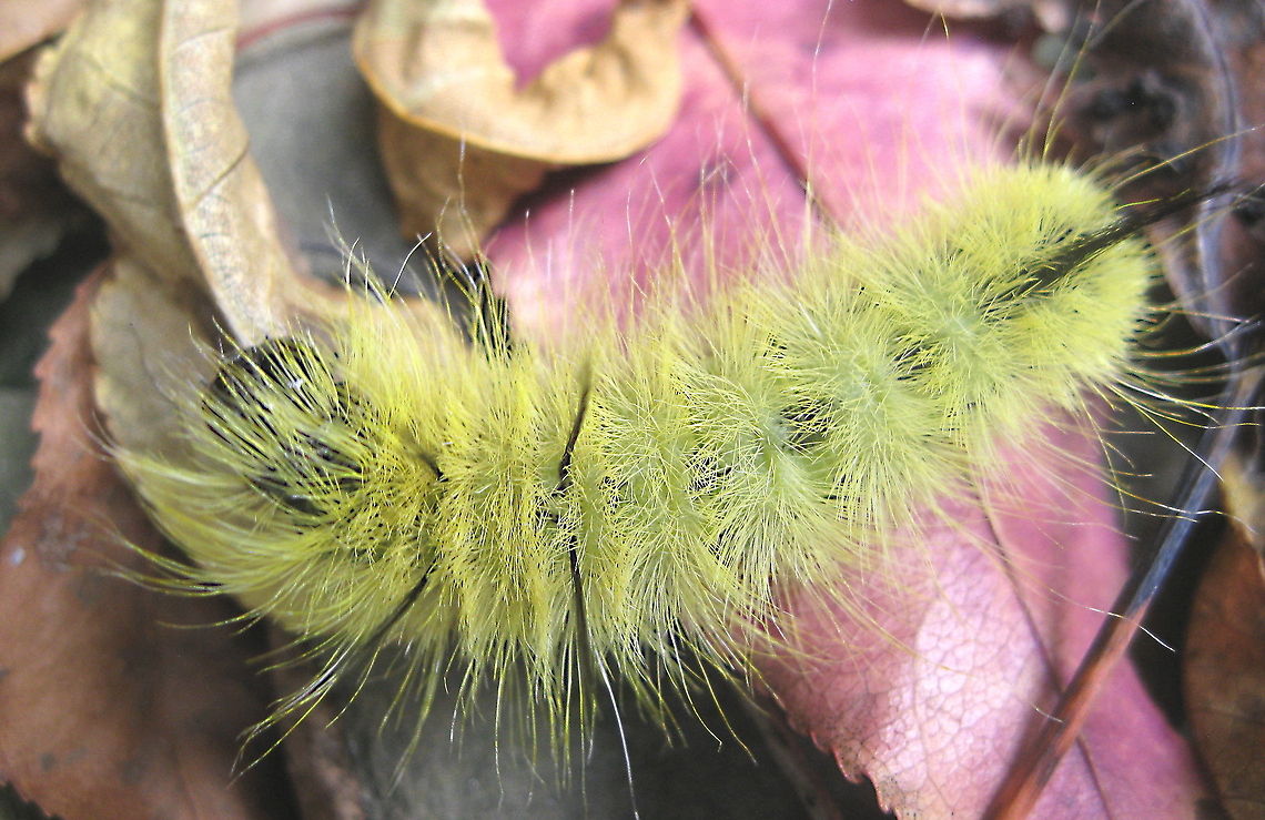 American Dagger Moth caterpillar (Acronicta americana) This lemon yellow caterpillar isn&#039;t hard to spot on the bark of a tree but when on the ground with the colorful leaves of autumn, it&#039;s camouflage is very effective. Because it appears to be cute and fuzzy, people want to touch it. Not a good idea....although it doesn&#039;t have the ability to sting, the hollow hairs, when touched, break off and secrete a poison that can cause a severe allergic reaction. Acronicta americana,Geotagged,United States