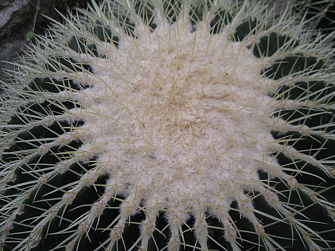 Golden Barrell Cactus (Echinocactus grusonii) This cactus is one of the many species growing in the cactus room at Phipps Conservatory and Botanical Gardens in Pittsburgh PA. Because of the construction of the Zimapan Dam and reservoir in Hidalgo in Central Mexico, it is now considered to be a rare and endangered species of cactus. Echinocactus grusonii,Geotagged,United States