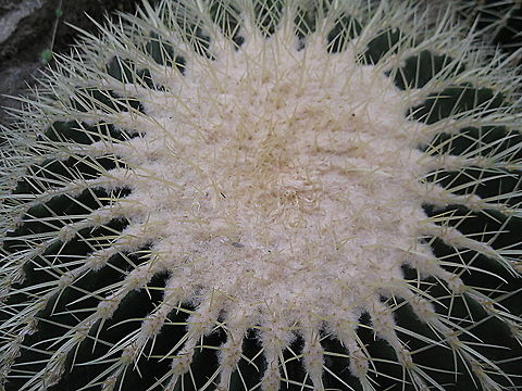 Golden Barrell Cactus (Echinocactus grusonii) This cactus is one of the many species growing in the cactus room at Phipps Conservatory and Botanical Gardens in Pittsburgh PA. Because of the construction of the Zimapan Dam and reservoir in Hidalgo in Central Mexico, it is now considered to be a rare and endangered species of cactus. Echinocactus grusonii,Geotagged,United States