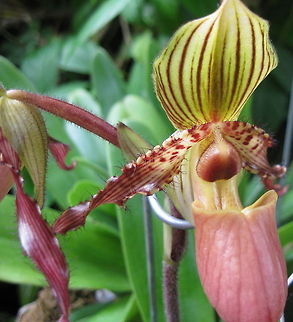 Rotschilds slipper orchid