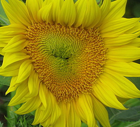 Common sunflower (Helianthus annuus) This large and lovely sunflower was planted in my garden by my furry little friend, the chipmunk. We fill the bird feeders with black oil sunflower seeds and the critters do the rest! Once this huge flower head is ready to be cut off of it's 5 foot tall stalk, we lay it out to dry and it's ready to feed the birds and chipmunks again....nature's wonderful cycle! Common sunflower,Geotagged,Helianthus annuus,United States