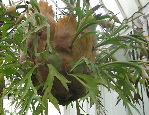 Staghorn fern (Platycerium bifurcatum) This fabulous fern is growing at Phipps Conservatory and Botanical Gardens in Pittsburgh PA. Geotagged,Platycerium bifurcatum,Spring,United States