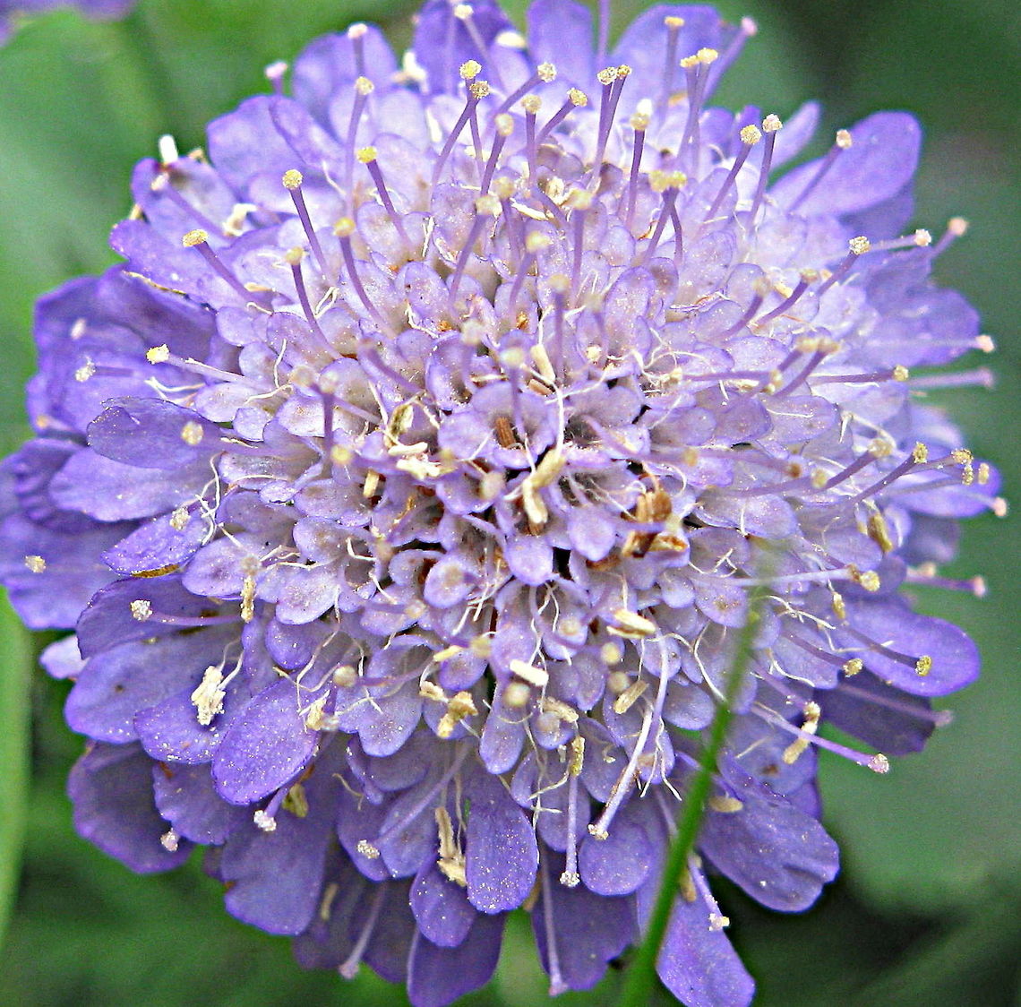 Pincushion flower (Scabiosa graminifolia) This pretty pincushion flower, also referred to as Grass-leaved flower (notice the green grass-like leaf in the picture) attracts butterflies to the garden. The colors range from very light blue to deep purple. Geotagged,Grass-leaved scabious,Scabiosa graminifolia,Spring,United States