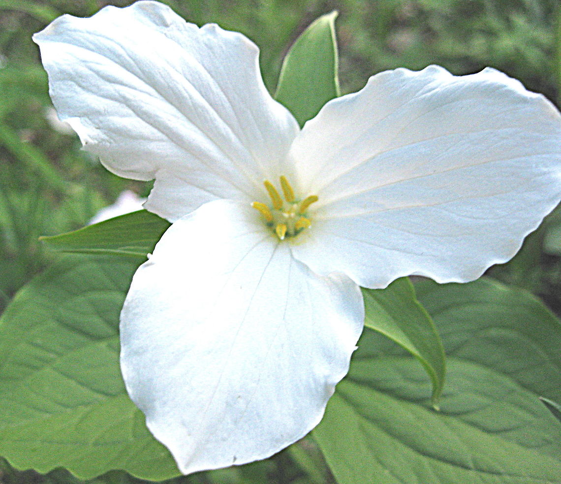 White Trillium, aka, white wake-robin, wood lily (Trillium grandiflorum) Trillium is a spring woodland wildflower that grows in moist soil.  Geotagged,Spring,Trillium grandiflorum,United States