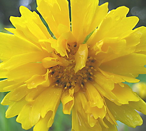 Early sunrise coreopsis(Coreopsis grandiflora) This coreopsis is a pretty flower that is drought resistant and blooms throughout the summer and well into fall. A favorite flower for butterflies, it is also one of mine too! Coreopsis grandiflora,Geotagged,Summer,United States