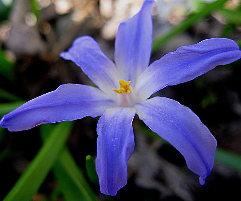 Glory of the snow (Chionodoxa forbesii) This petite flower is one of the first to bloom in the early spring. It's a tiny flower that prefers moist soil and has grass like greenery. Chionodoxa forbesii,Geotagged,United States,Winter,chionodoxa forbesii