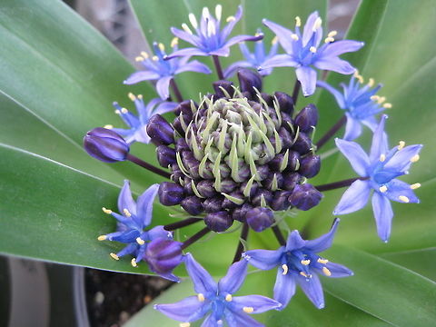 Portuguese squill or Caribbean Jewels (Scilla peruviana) This unusual looking plant blooms with delicate blue flowers. If you were to see it before it was in bloom, you may think that it was a rather homely looking plant, with no potential to have flowers, let alone pretty blues ones! What a surprisingly lovely plant! Geotagged,Portuguese squill,Scilla peruviana,United States,Winter