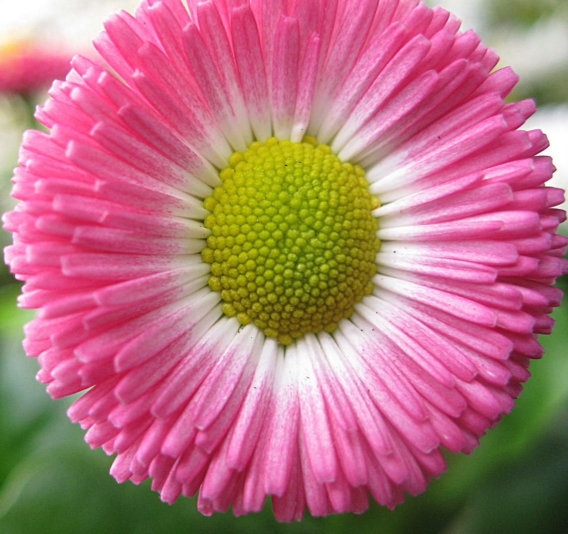 Rob Roy (Bellis perennis) This Rob Roy, a common daisy with pom-pom like blossoms, comes in a variety of pastel colors and is a fabulous addition to any garden. Bellis perennis,Common daisy,Geotagged,United States,Winter