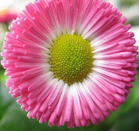 Rob Roy (Bellis perennis) This Rob Roy, a common daisy with pom-pom like blossoms, comes in a variety of pastel colors and is a fabulous addition to any garden. Bellis perennis,Common daisy,Geotagged,United States,Winter