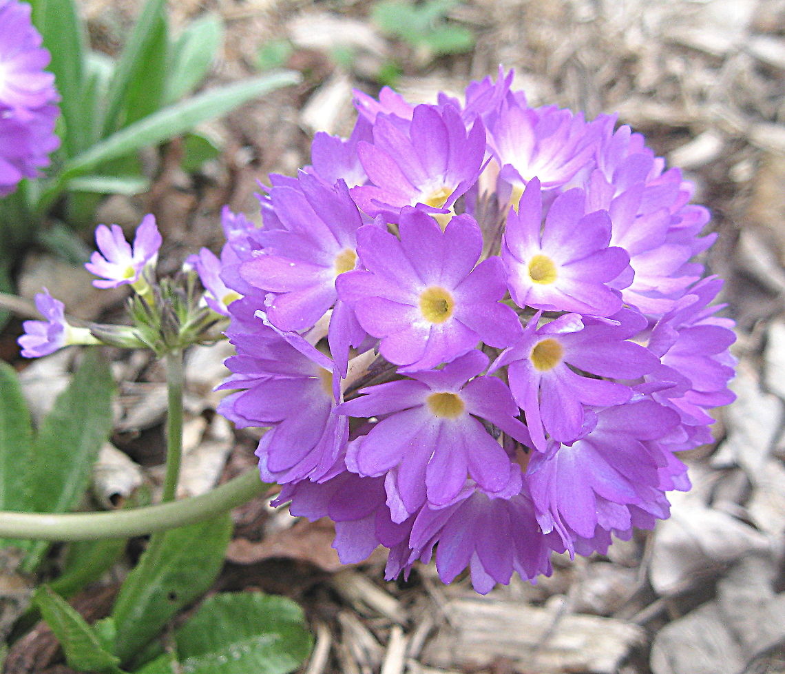 Drumstick Primrose (Primula denticulata) An easy species of primrose to grow, it does well in many climates. Balls of flowers grow on the end of an upright stem in early to late spring, this lovely flower has a delicate fragrance. Geotagged,Primula denticulata,Spring,United States