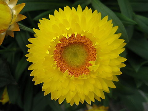 Straw flower or golden everlasting (Xerochrysum bracteatum) This golden everlasting is a stunningly bright yellow. It's petals seem as though they are made of paper! Geotagged,Golden everlasting,Spring,United States,Xerochrysum bracteatum