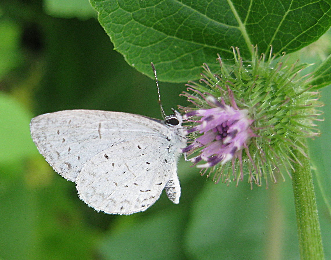 Appalachian azure butterfly (Celastrina neglectamajor). This Appalachian azure butterfly is shown here on a common burdock (Arctium minus) in my Kane PA garden. Appalachian azure,Celastrina neglectamajor,Geotagged,Summer,United States