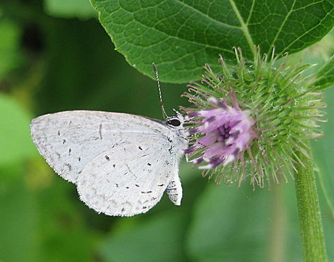 Appalachian azure