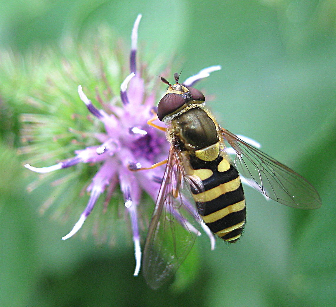 Flower fly The American hoverfly, aka flower fly, (Eupeopes americanus) is a very common visitor to my garden. They have no ability to sting so getting very close to photograph is not a problem. Pictured here on common burdock (Arctium minus), the hoverfly is absolutely gorgeous! American hoverfly,Eupeodes americanus,Geotagged,Summer,United States