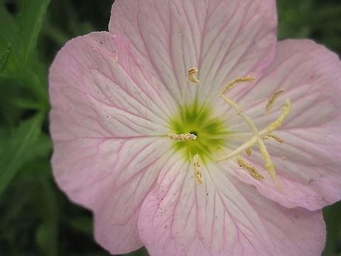 Showy pink evening primrose (Oenothera speciosa) This pink evening primrose is an outstanding flower in my Kane PA garden. It's petals are soft and delicately veined and it is a fast spreading flower that is one of my favorites. Geotagged,Oenothera speciosa,Pink evening primrose,Summer,United States
