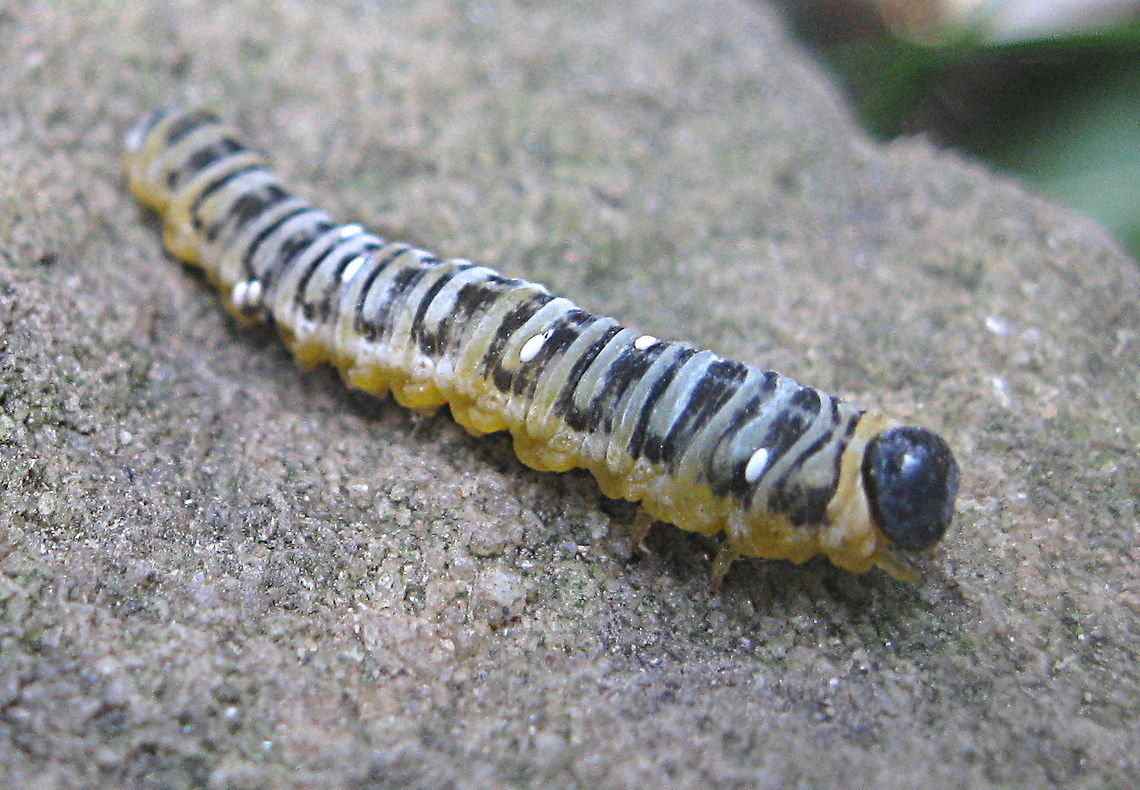 Dogwood sawfly mature larvae (Macremphytus tarsatus) I found this dogwood sawfly eating the leaves of a newly planted northern arrow wood bush in my yard. It took me quite some time to identify it and when I did, I was quite surprised to learn that it was the larvae of a wasp. Dogwood Sawfly,Geotagged,Macremphytus tarsatus,P. tarsatus,Paltothyreus,Summer,United States
