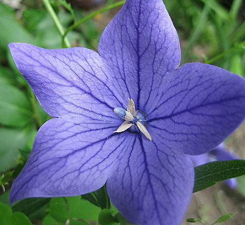 Balloon flower, Chinese bell flower (Platycodon grandiflorus) Here we have a "Sentimental Blue" balloon flower. named so because before the flower bud opens, it swells up like a balloon. Chinese bellflower,Geotagged,Platycodon grandiflorus,Summer,United States