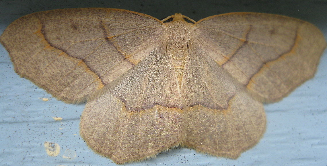 Hemlock Looper moth, The Mournful Thorn (Lambdina fiscellaria) This pretty brown moth is a Hemlock Looper moth, aka, The Mournful Thorn. Geotagged,Lambdina fiscellaria,Summer,United States