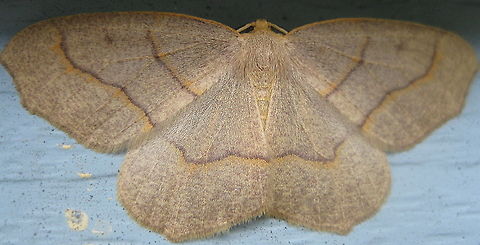 Hemlock Looper moth, The Mournful Thorn (Lambdina fiscellaria) This pretty brown moth is a Hemlock Looper moth, aka, The Mournful Thorn. Geotagged,Lambdina fiscellaria,Summer,United States