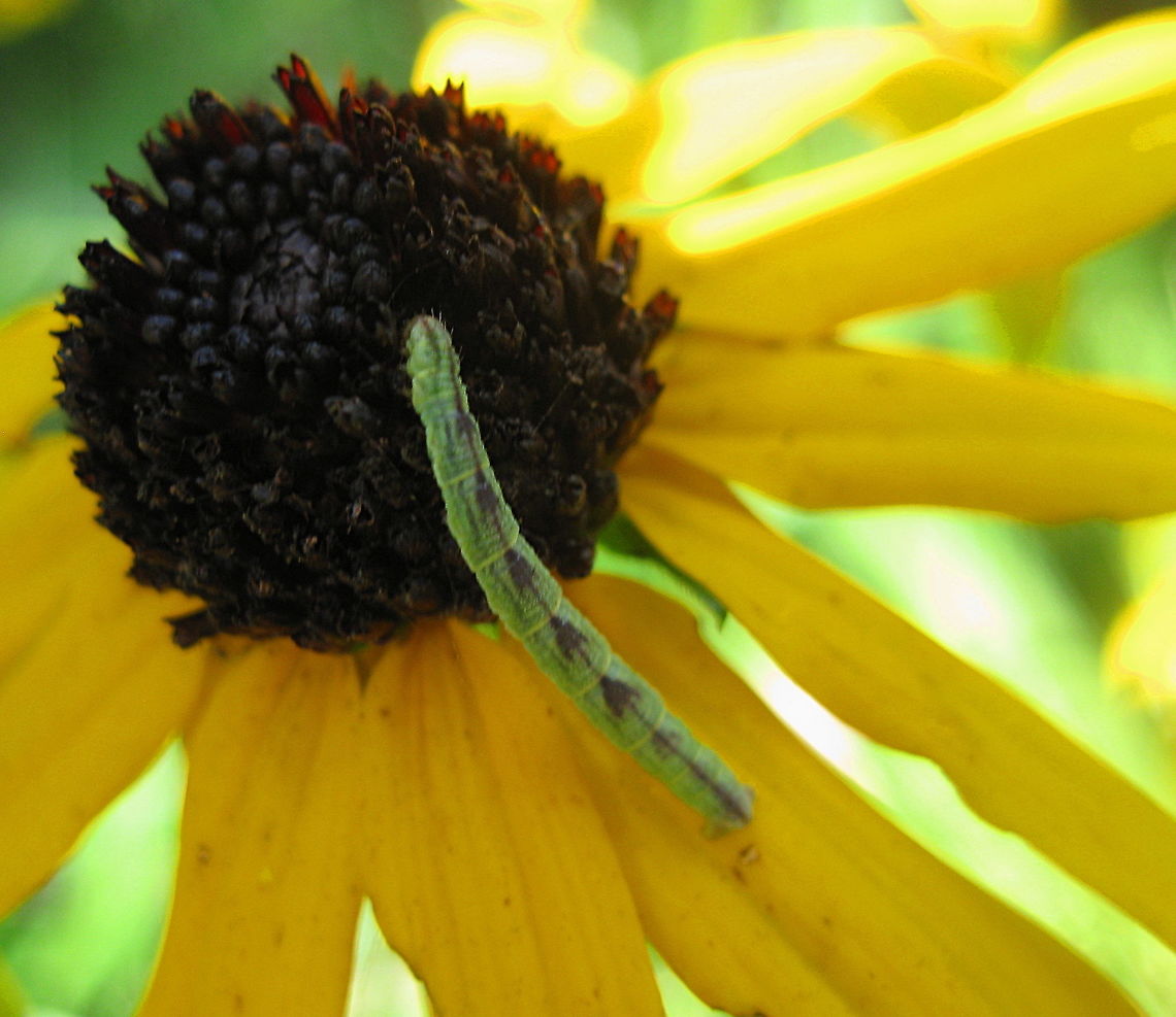 Common pug moth caterpillar (Eupithecia miserulata) on black-eyed susan (Rudbeckia) While walking through my garden, I noticed this odd looking caterpillar with &quot;arrows&quot; on its back munching on my black-eyed susans. I have never heard of a common pug moth before but now I will definitely be on the look out for it. Eupithecia miserulata,Geotagged,Summer,United States,common pug