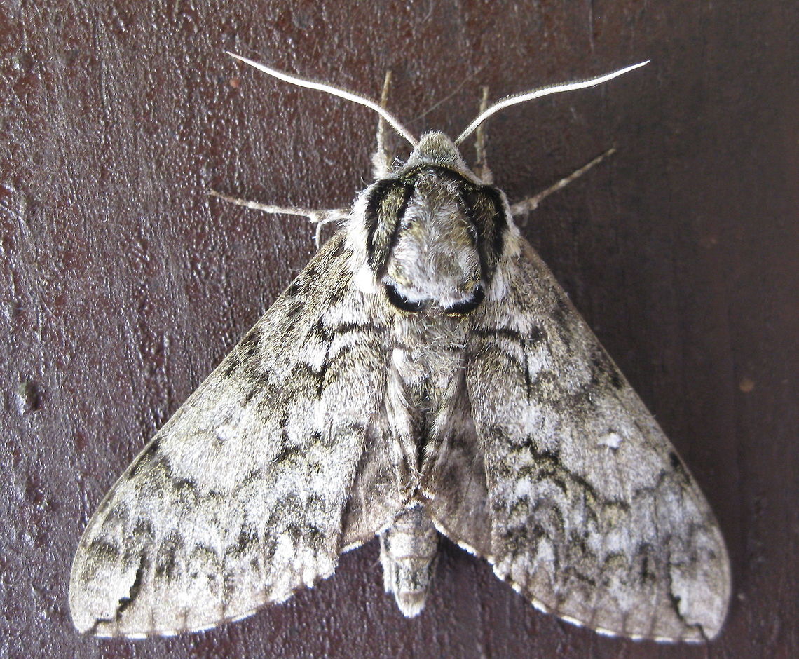 Waved sphinx moth (Ceratomia undulosa) This sphinx moth is one of my favorite night visitors. Ceratomia undulosa,Geotagged,Summer,United States
