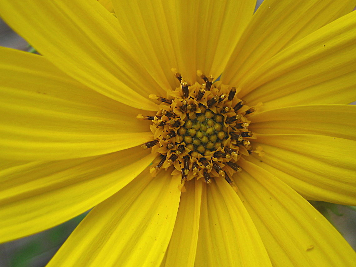 Jerusalem artichoke flower (Helianthus tuberosus) This pretty flower grows up to over 6&#039; tall and is often thought of as an invasive plant. If kept under control, it is a lovely addition to any garden. I love how it towers over other plants, commanding attention to all who see it! Geotagged,Helianthus tuberosus,Jerusalem artichoke,Summer,United States